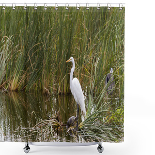 Personality  Snowy Egret Shower Curtains