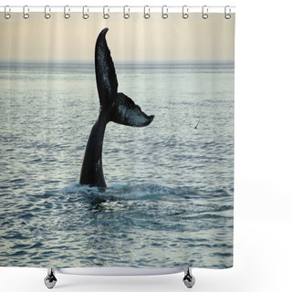 Personality  Humpback Whale Shower Curtains