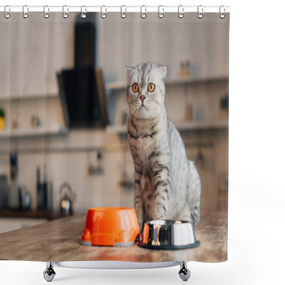 Personality  Scottish Fold Cat Sitting On Table Near Bowls With Pet Food Shower Curtains