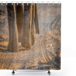 Personality  Close Up Of Elephant Feet In The Kruger. Shower Curtains