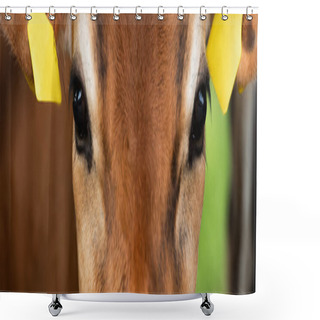Personality  Close Up View Of Brown Calf Head With Yellow Tags In Ears, Horizontal Image Shower Curtains