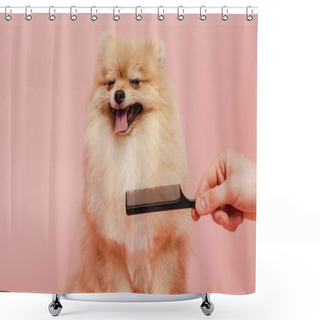 Personality  Cropped View Of Groomer With Comb Making Hairstyle To Cute Pomeranian Spitz Dog Isolated On Pink Shower Curtains