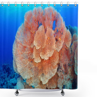 Personality  Hickson's Fan Coral Shower Curtains
