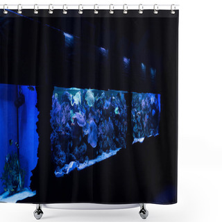 Personality  Fishes Swimming Under Water In Aquariums With Blue Lighting Shower Curtains