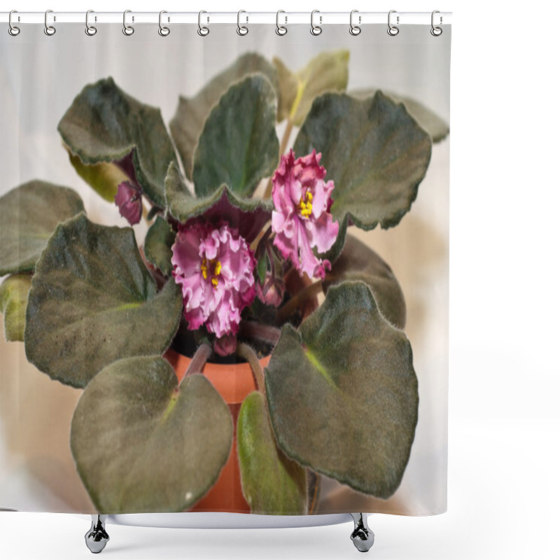 Personality  Blooming African Violet Rum Punch Shower Curtains