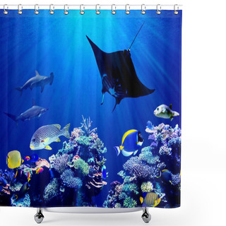 Personality  Background Of Underwater Coral Reef And Hammerhead Shark Meeting Manta Ray Shower Curtains