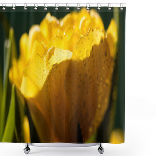 Personality  Close Up View Of Fresh Yellow Tulip With Water Drops Shower Curtains