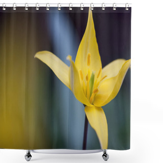 Personality   Daffodil In The Garden Shower Curtains