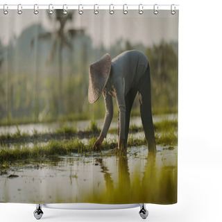 Personality  Bali / Indonesia - December 2019: Balinese Farmer Growing Rice On The Paddy Rice Farmland. Woman Planting Rice Together In The Morning Shower Curtains