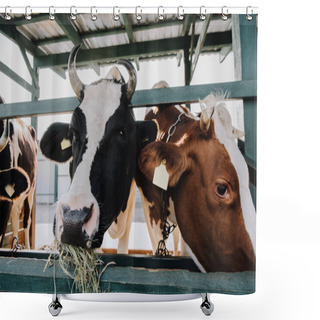 Personality  Domestic Beautiful Cows Eating Hay In Stall At Farm Shower Curtains