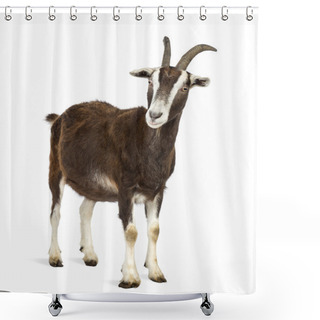Personality  Toggenburg Goat Against White Background Shower Curtains