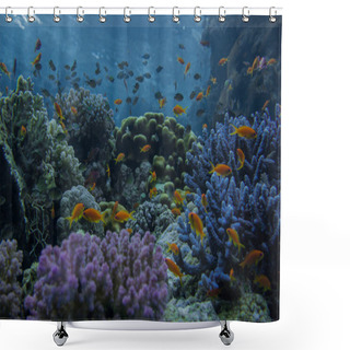 Personality  Wundervolle Korallenbaenke Am Roten Meer. Mit Zahlreichen Fischschwrme.  Shower Curtains