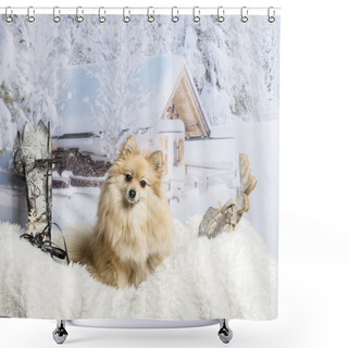 Personality  Pomeranian Sitting On Fur Rug In Winter Scene, Portrait Shower Curtains