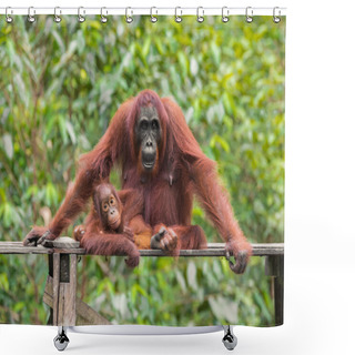 Personality  Baby Orangutan Looking At The Camera, Lying Next To Her Mother On A Wooden Platform (Tanjung Puting National Park, Borneo / Kalimantan, Indonesia) Shower Curtains