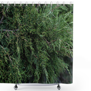 Personality  Full Frame Image Of Cypress Tree Branches Background Shower Curtains