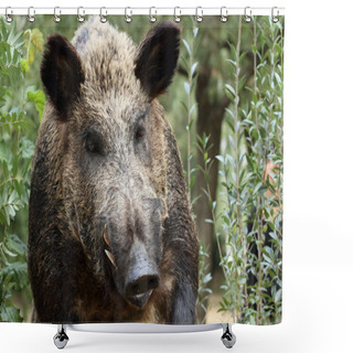 Personality  Boar Shower Curtains
