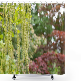 Personality  Close Up Of Holly Sweet Spire (itea Ilicifolia) Flowers In Bloom Shower Curtains