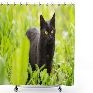 Personality  Beautiful Bombay Black Cat With Yellow Eyes And Attentive Look In Green Grass In Nature Shower Curtains