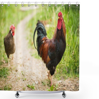 Personality  Rooster And A Chicken Walking Along The Pathway Near Green Grass During Daytime Shower Curtains