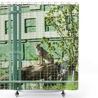 Personality  Selective Focus Of Wild Leopard Sitting On Tree Trunk In Cage  Shower Curtains