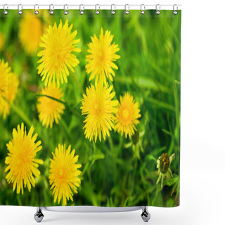 Personality  YeClose-up Of Yellow Dandelions Shower Curtains