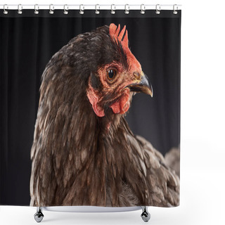 Personality  Close Up Of Purebred Brown Hen Isolated On Black Shower Curtains