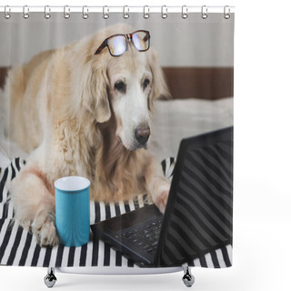Personality  Portrait  Of Golden Retriever Dog Wearing Eye Glasses On Head ,lying Down On Stripe Cloth With Blue Cup Of Coffee And  Computer Laptop Indoor , Looking At Computer Screen. Shower Curtains