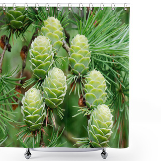 Personality  Larch Cones Shower Curtains