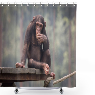 Personality  Baby Chimpanzee In A Thoughtful Expression. Shower Curtains