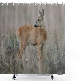 Personality  Roe Deer In A Field  Shower Curtains
