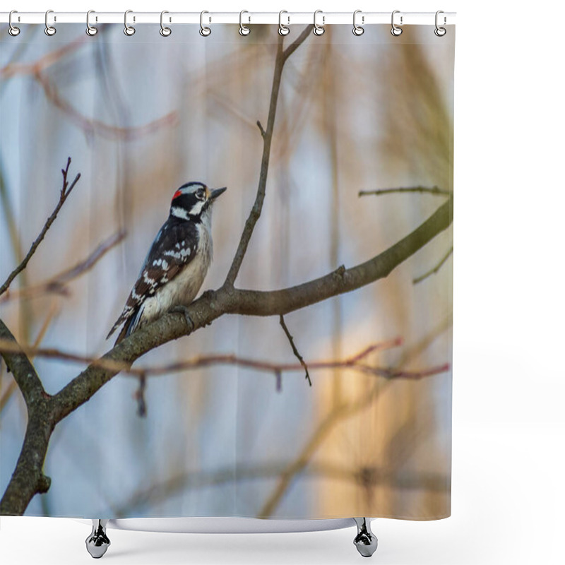 Personality  A Selective Focus Shot Of A Downy Woodpecker Bird Perched On A Branch Shower Curtains