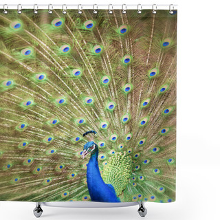 Personality  Portrait And Close Up Of Peacock Shower Curtains