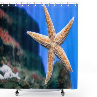 Personality  Beautiful Orange Starfish Close-up In The Aquarium. Shower Curtains