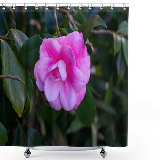 Personality  Bright Pink Camellia Flower Against Green Foliage Background Shower Curtains