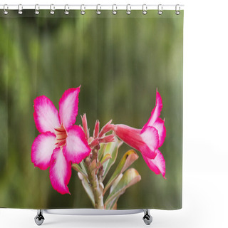 Personality  Desert Rose Shower Curtains