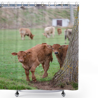 Personality  Herd Of Cows And Calves At A Waterhole, Santo Domingo De Silos, Burgos Province, Spain Shower Curtains