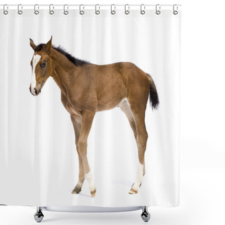 Personality  Foal Shower Curtains