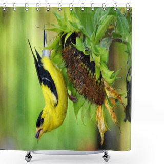 Personality  A Beautiful American Goldfinch Eating Sunflower Seeds In The Summer Shower Curtains