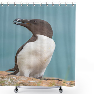 Personality  Close-up Portrait Of A Razorbill Seabird Perched On Skomer Island, With The Vast Blue Sea In The Background. Perfect For Birdwatching Enthusiasts And Nature Lovers. Shower Curtains