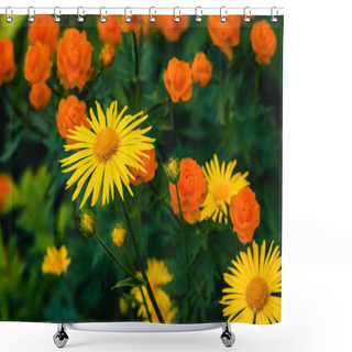 Personality  Beautiful Arnica Close Up Grow On Background Of Warm Globeflowers With Copy Space. Bright Yellow Fresh Plants With Orange Center In Macro On Green And Fairy Background. Medicinal Plants. Shower Curtains