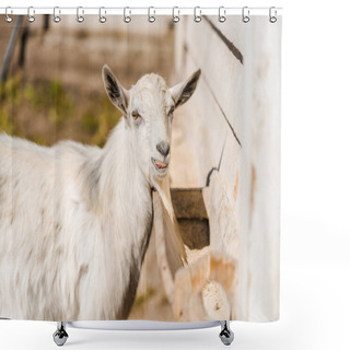 Personality  Portrait Of Adorable Goat Grazing In Corral At Farm Shower Curtains