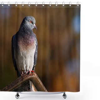 Personality  Pigeon Sitting On Shelter Shower Curtains