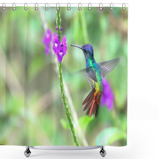 Personality  Golden-tailed Sapphire, Hummingbird In Flight Shower Curtains