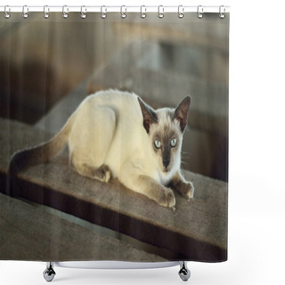 Personality  Siamese Cat Shower Curtains