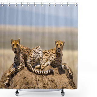 Personality  Two Cheetahs In Its Habitat Shower Curtains