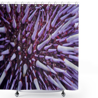 Personality  Purple Sea Urchin (Strongylocentrotus Purpuratus) They Feed On Algae And Are Found In Depths Up To 30ft.  Little Scorpion, Santa Cruz, Channel Islands Shower Curtains