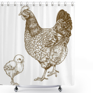 Personality  Illustration Of Engraving Chicken And Chick Shower Curtains