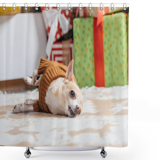 Personality  Little Chihuahua Dog In Brown Sweater With Christmas Gifts Behind At Home Shower Curtains