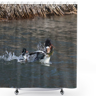 Personality  Two Male Red-breasted Merganser Duck Catching And Fighting Over Fresh Caught Fish Shower Curtains