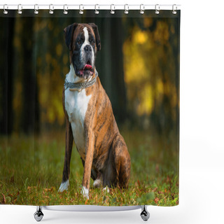 Personality  German Boxer Shower Curtains